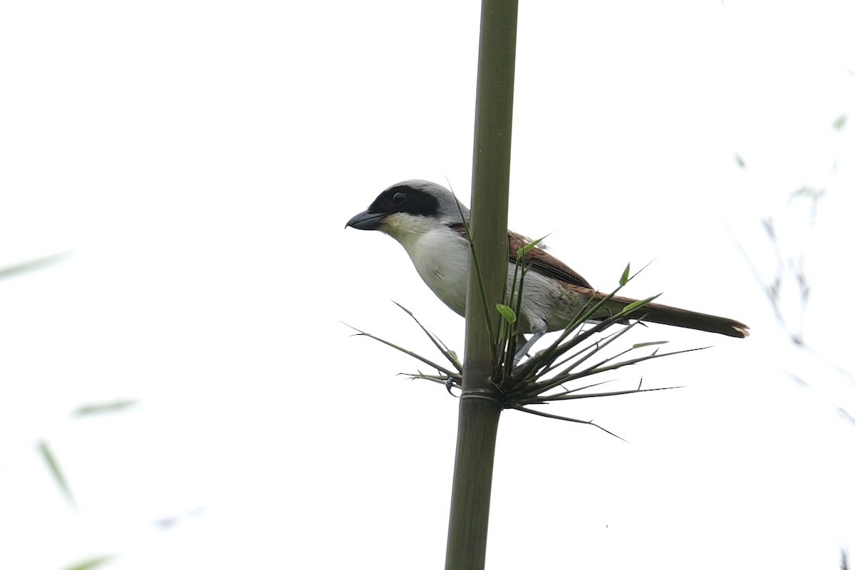 Tiger Shrike - ML641419707