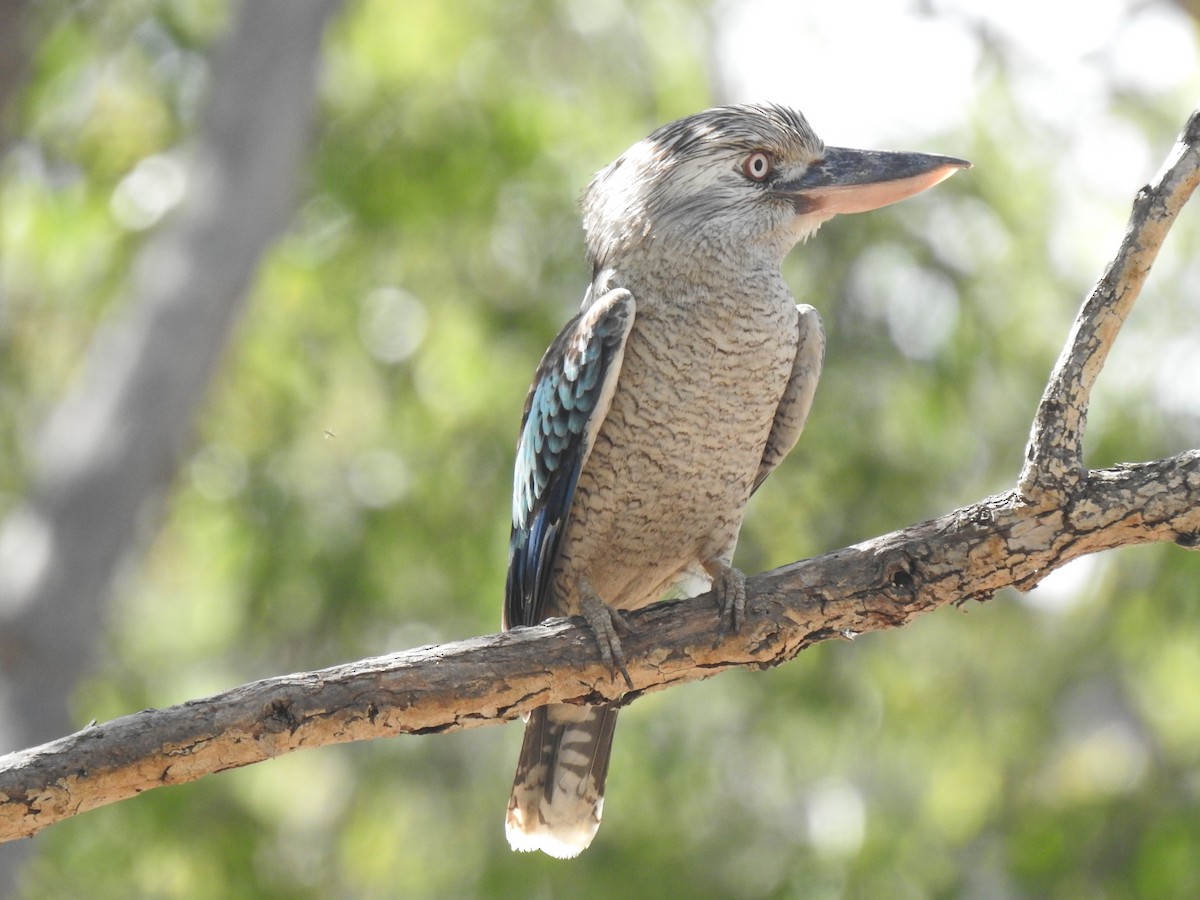 Blue-winged Kookaburra - ML641419708
