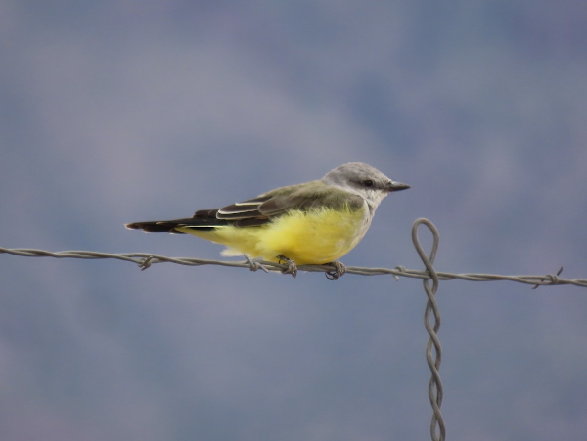 Western Kingbird - ML641419709