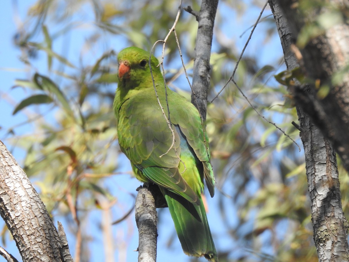 Red-winged Parrot - ML641419711