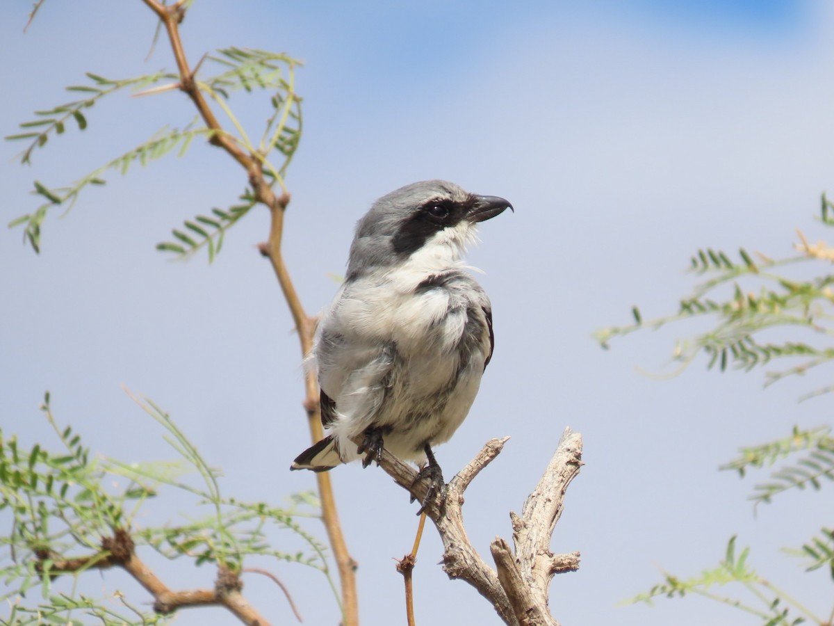 Loggerhead Shrike - ML641419712