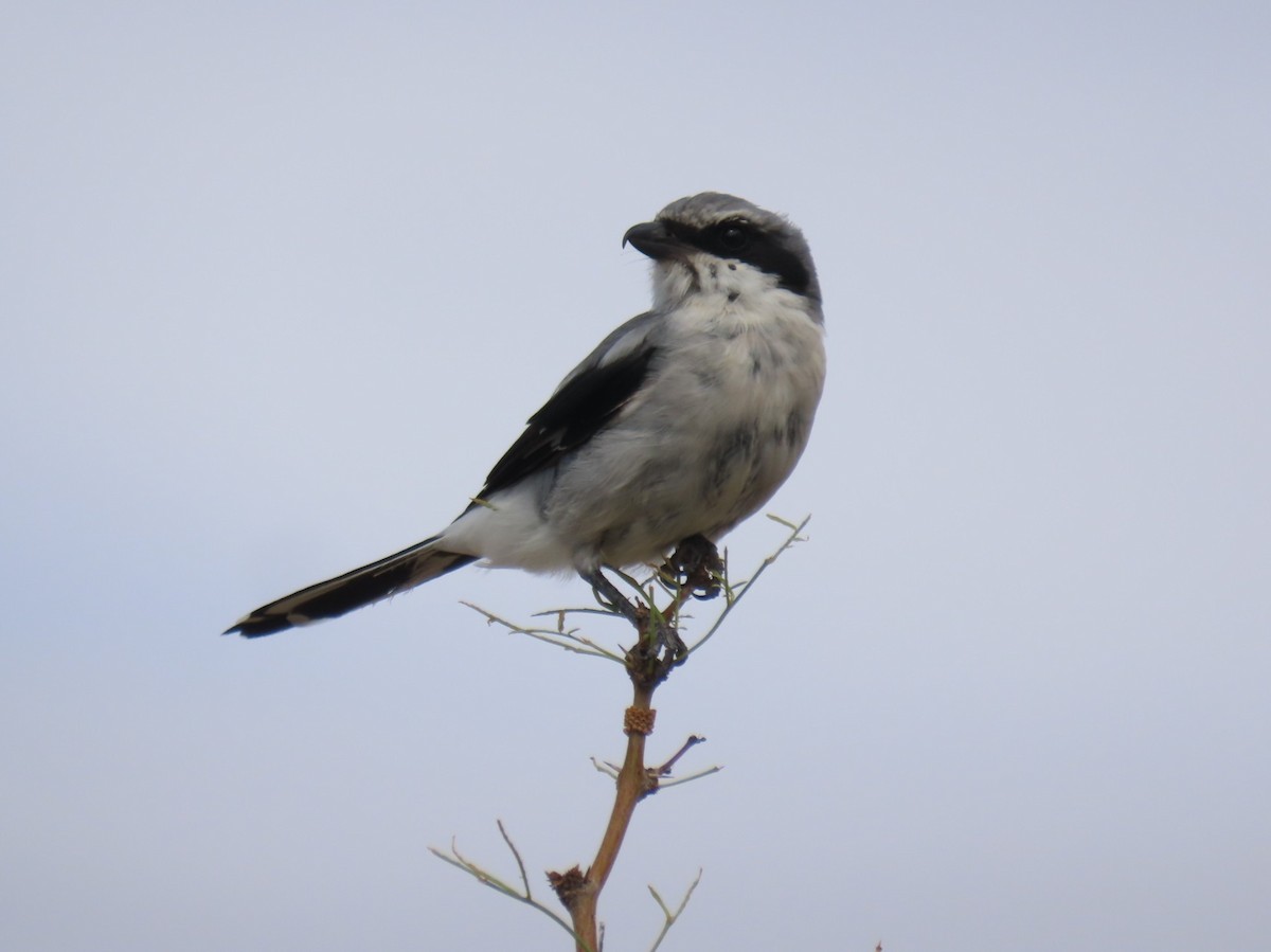 Loggerhead Shrike - ML641419713