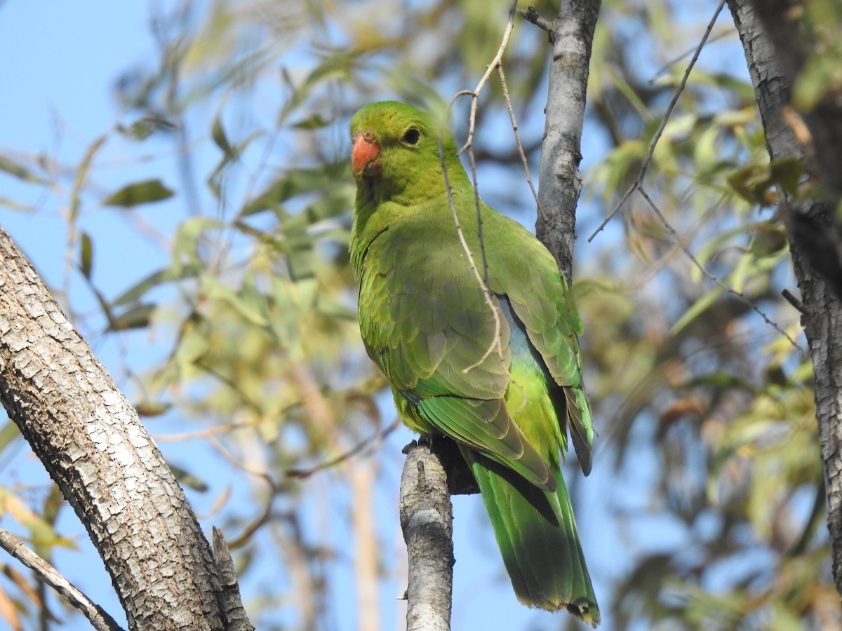 Red-winged Parrot - ML641419714