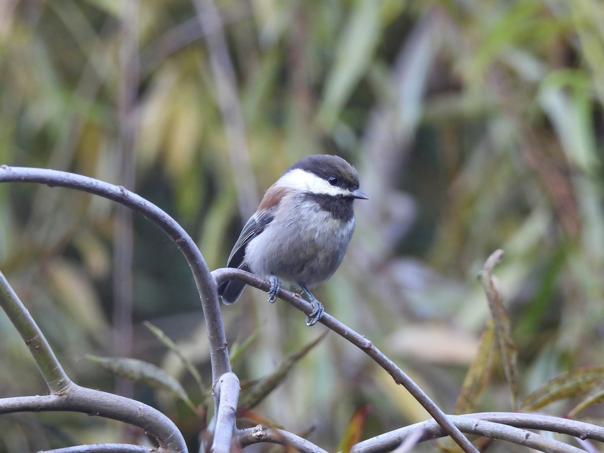 Chestnut-backed Chickadee - ML641419715