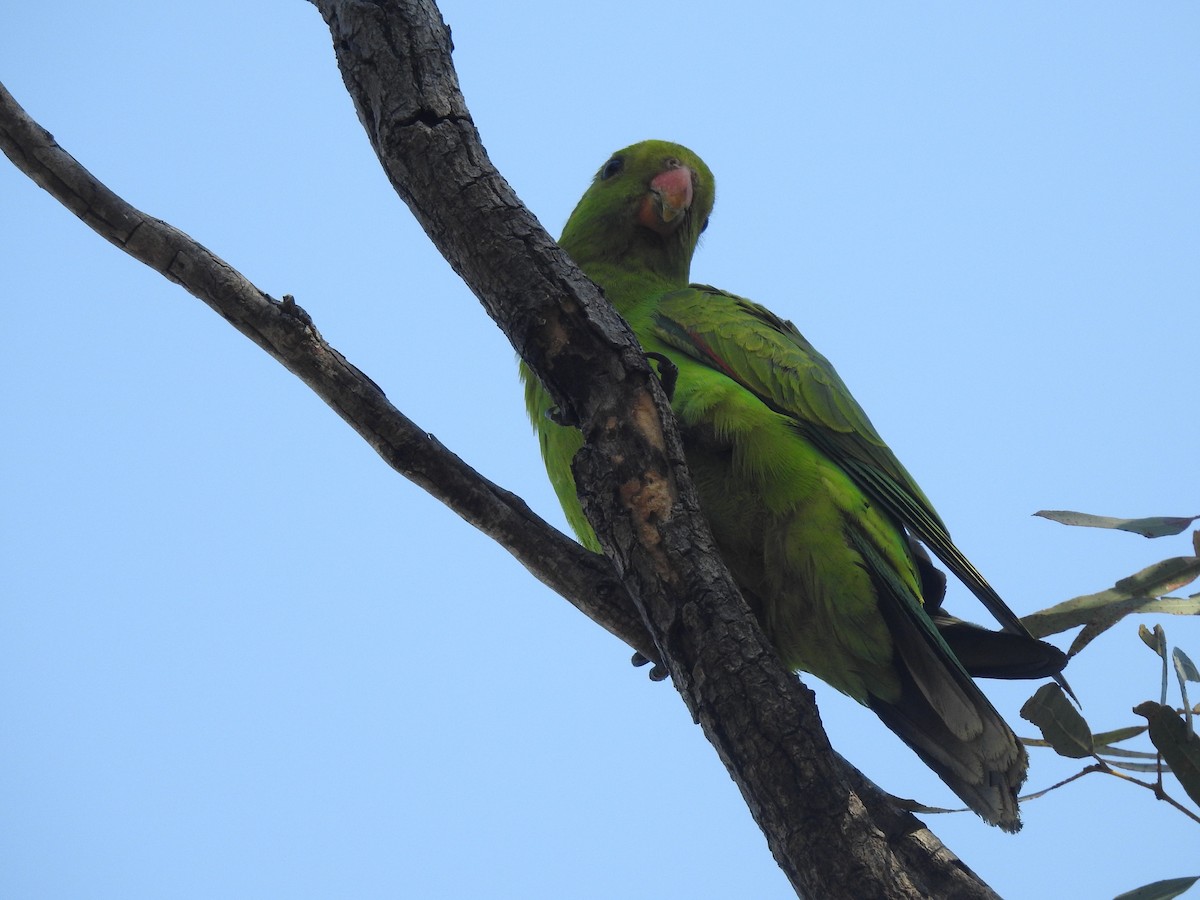 Red-winged Parrot - ML641419717