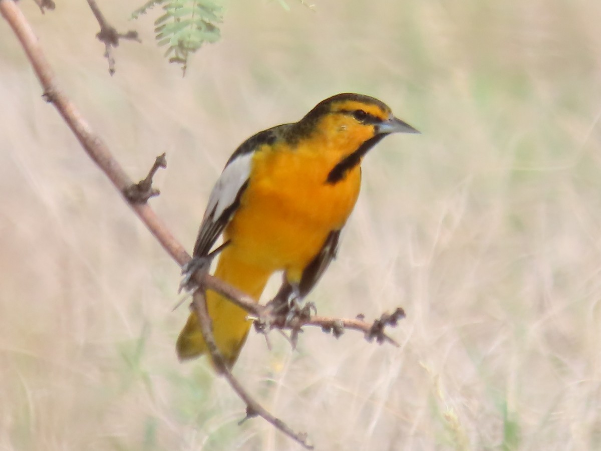 Bullock's Oriole - ML641419718