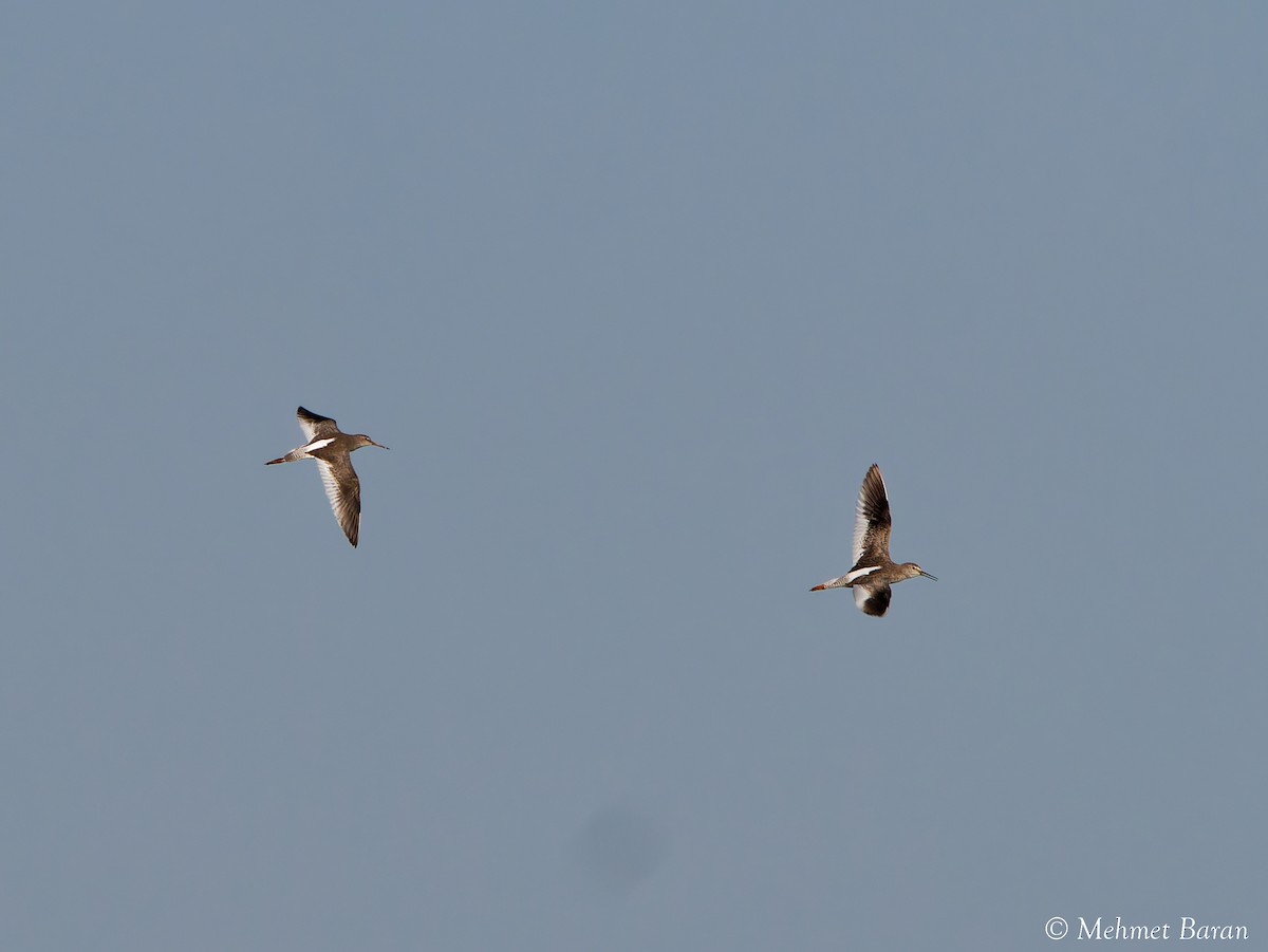 Common Redshank - ML641419719