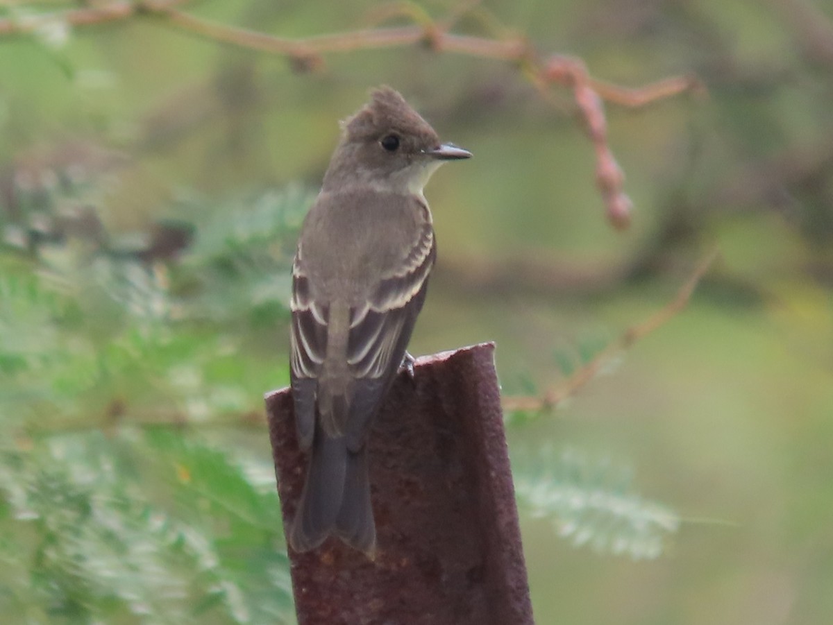 Western Wood-Pewee - ML641419731