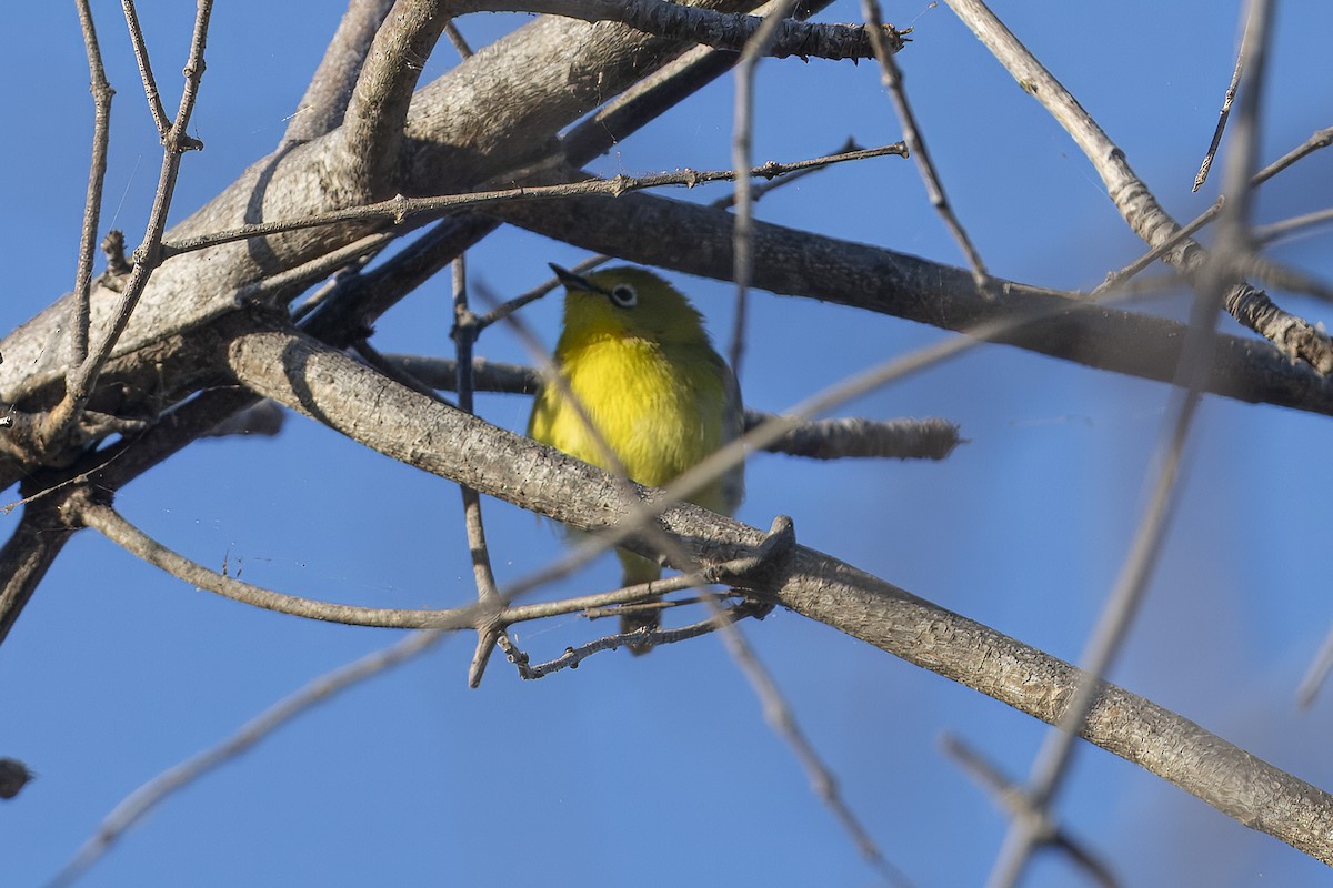 Southern Yellow White-eye - ML641419738