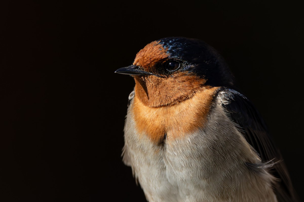 Welcome Swallow - ML641419739