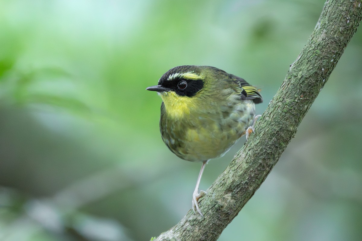 Yellow-throated Scrubwren - ML641419740