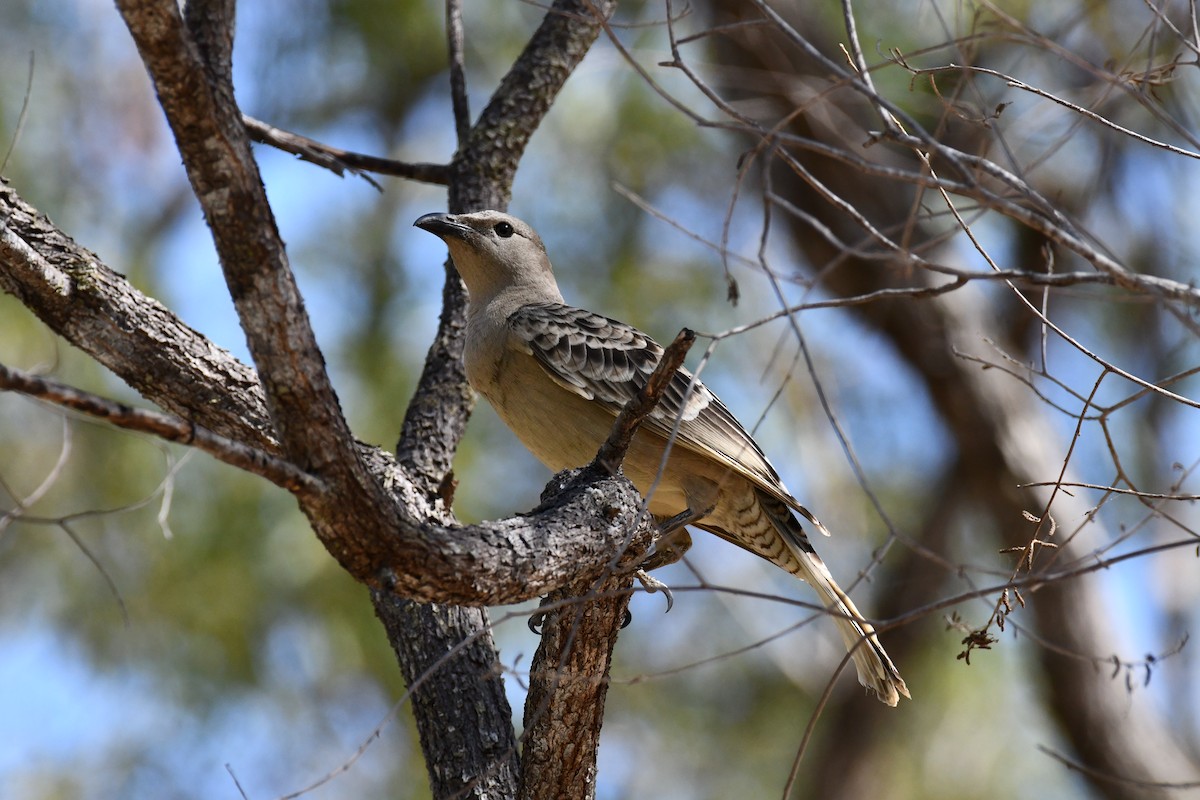 Great Bowerbird - ML641419742