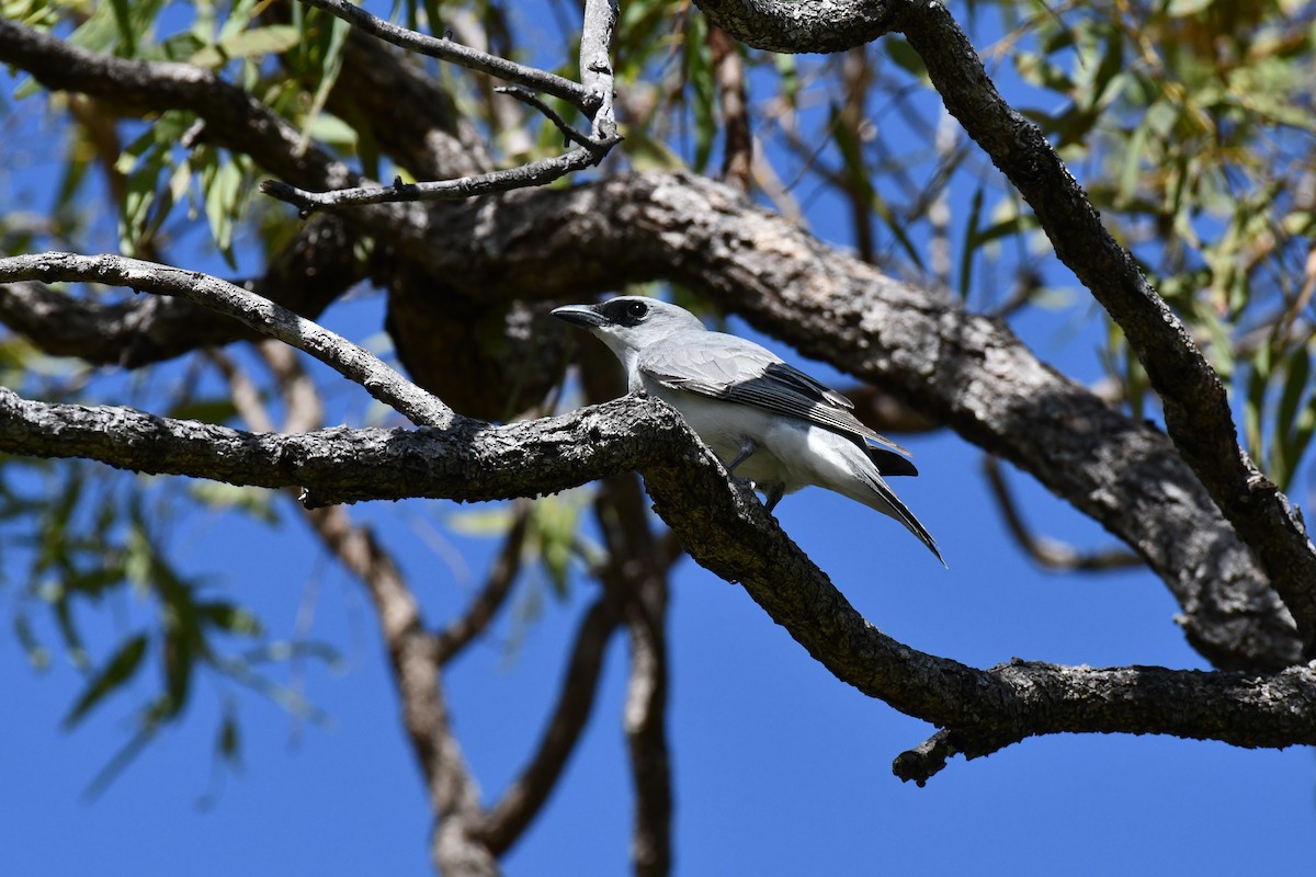 White-bellied Cuckooshrike - ML641419746