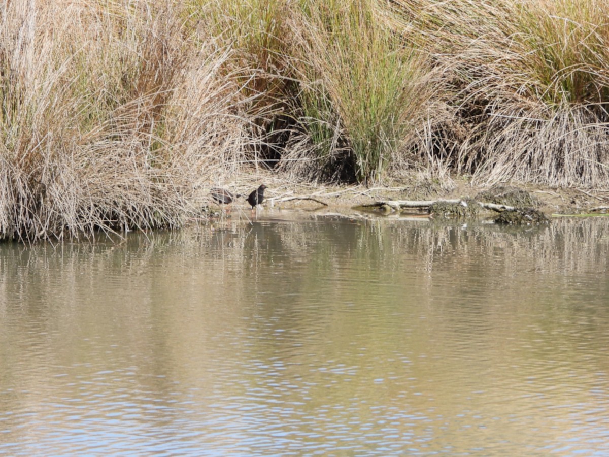 Spotless Crake - ML641419754