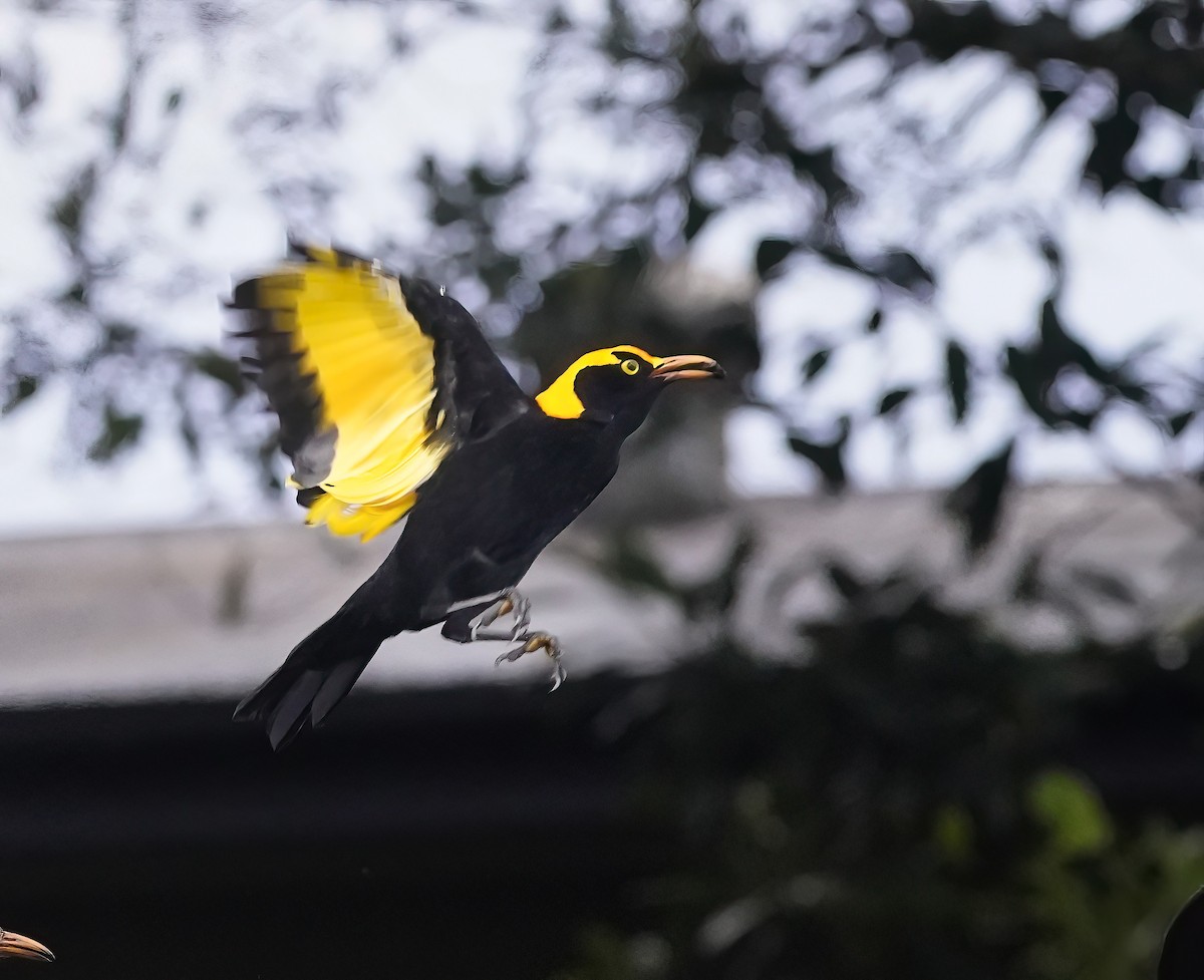 Regent Bowerbird - ML641419755