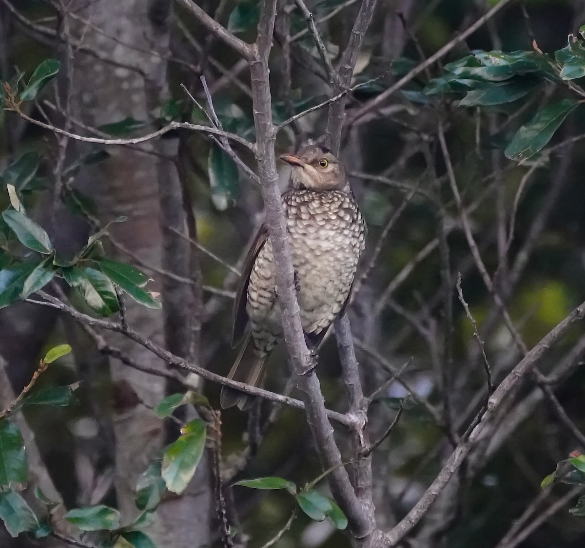 Regent Bowerbird - ML641419757