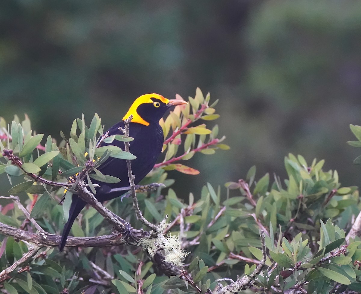 Regent Bowerbird - ML641419758