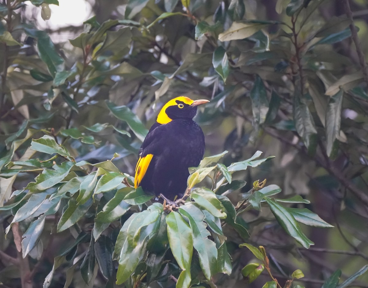 Regent Bowerbird - ML641419759