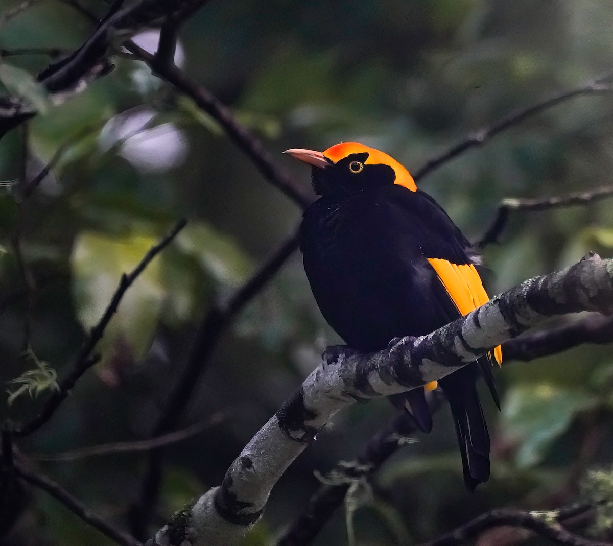 Regent Bowerbird - ML641419760
