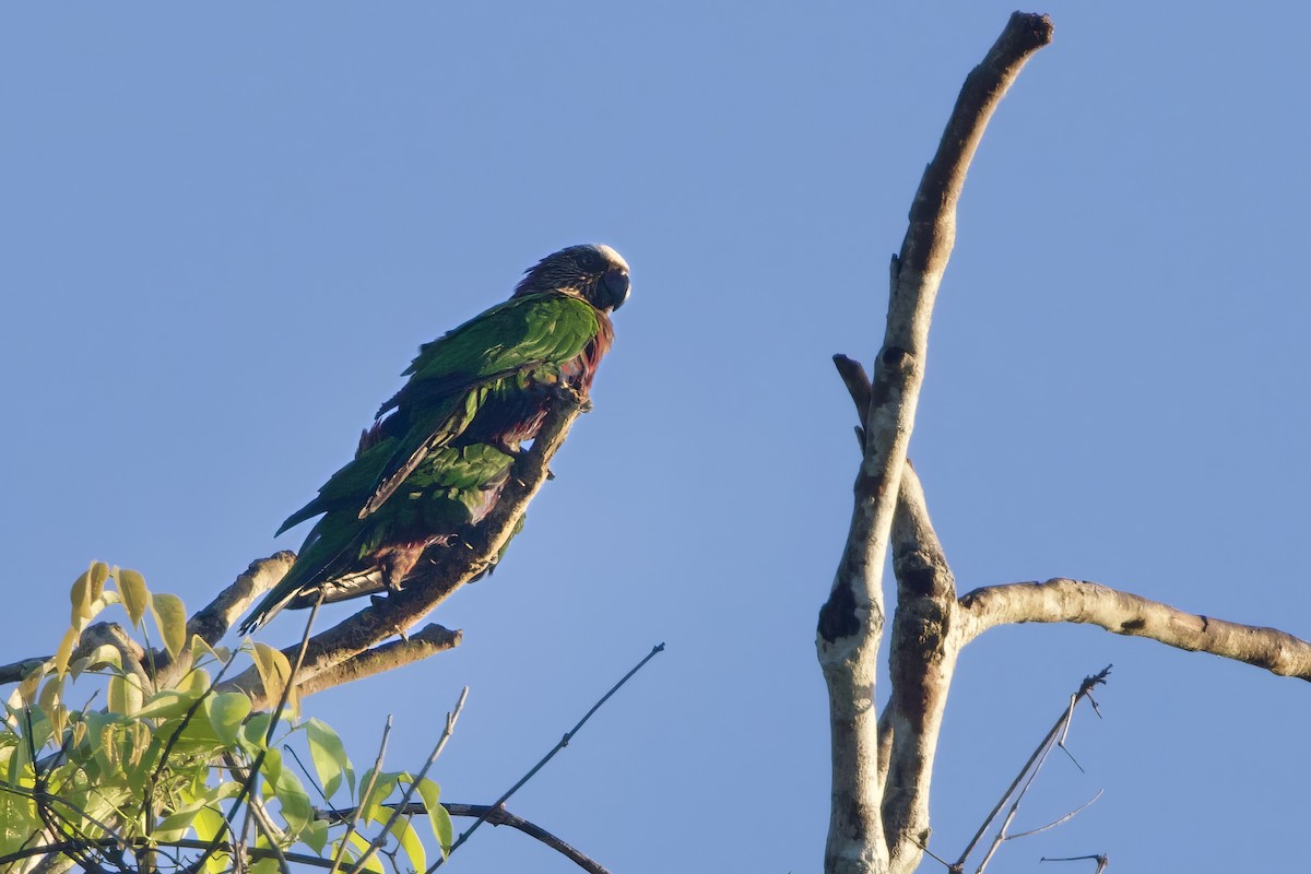 Red-fan Parrot - ML641419762
