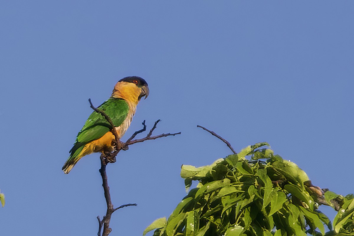 Black-headed Parrot - ML641419764