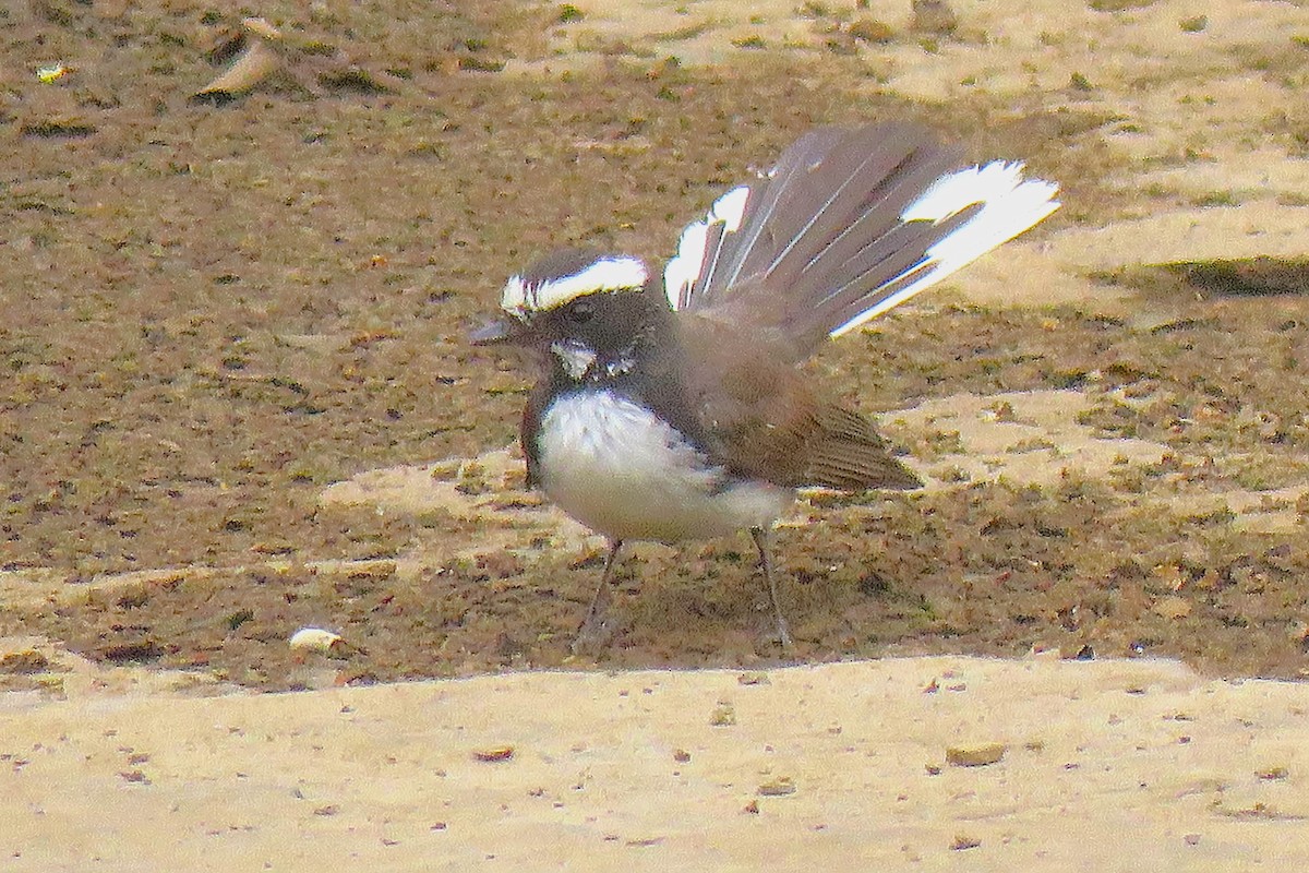 White-browed Fantail - ML641419765