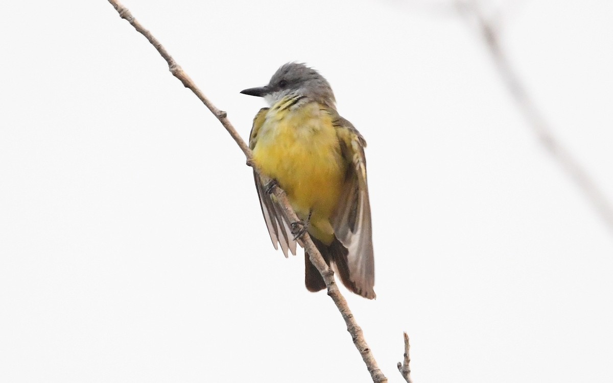 Tropical Kingbird - ML641419788