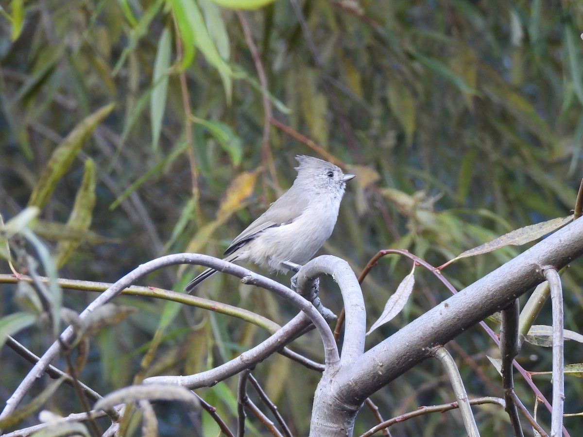 Mésange unicolore - ML641419799