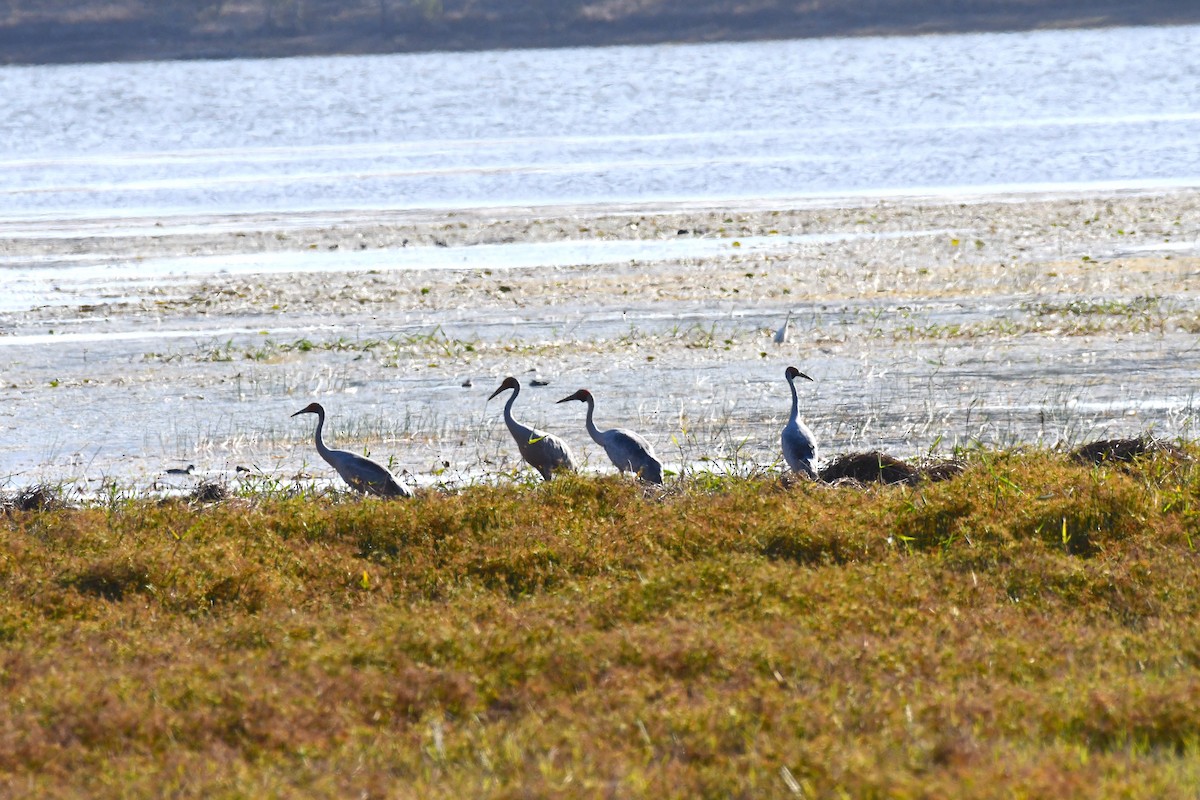 Brolga - ML641419823