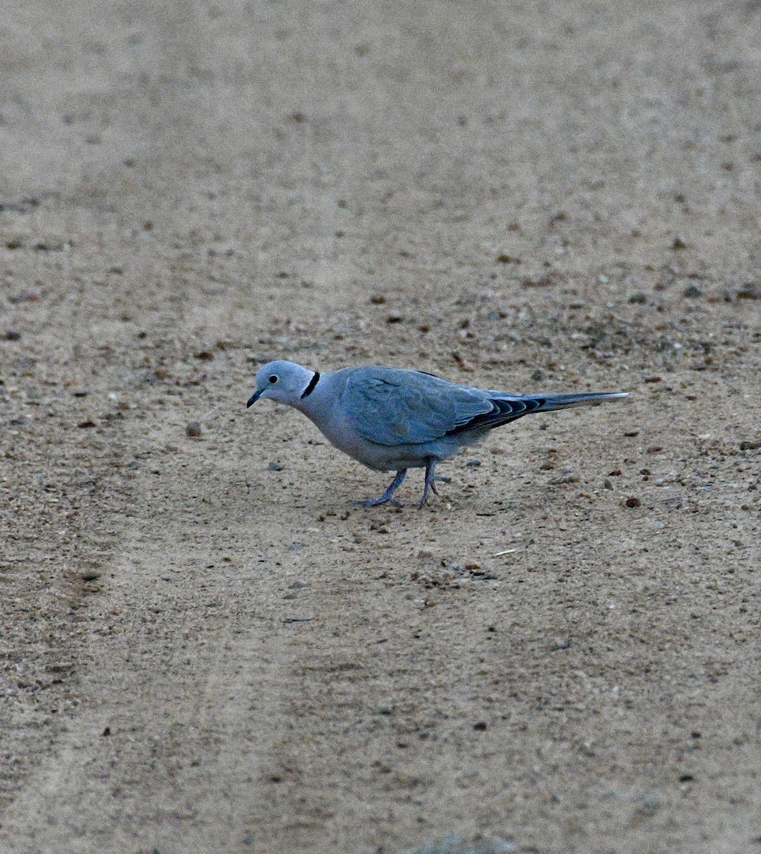 Eurasian Collared-Dove - ML641419824