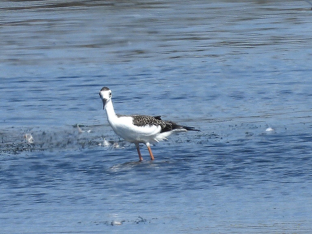Black-necked Stilt - ML641419834