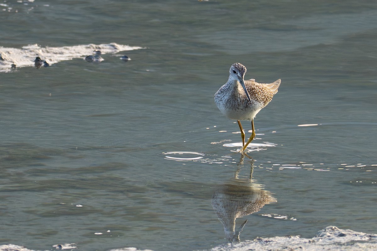 Greater Yellowlegs - ML641419835