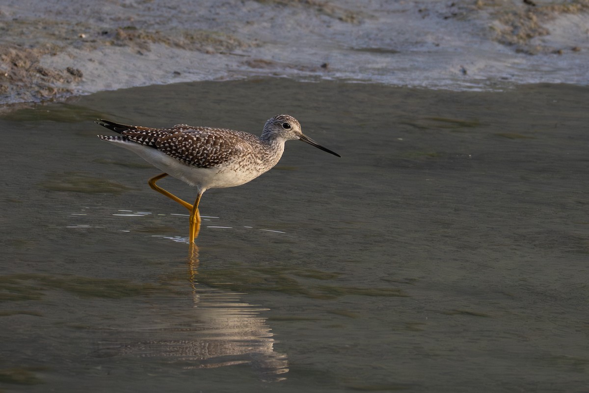 Greater Yellowlegs - ML641419836