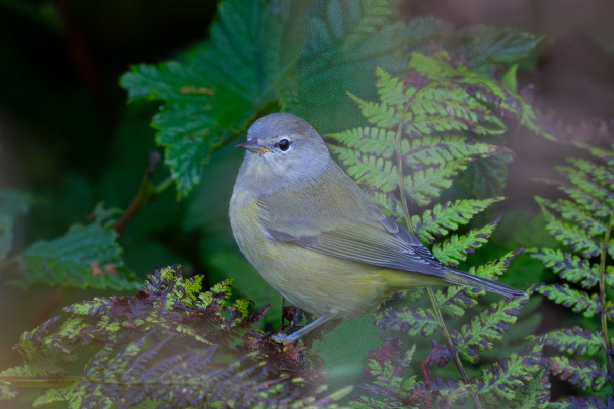 Orange-crowned Warbler - ML641419838