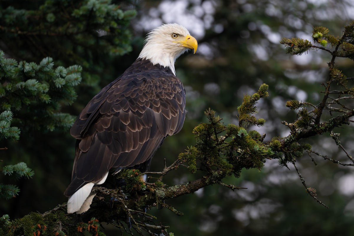 Bald Eagle - ML641419846