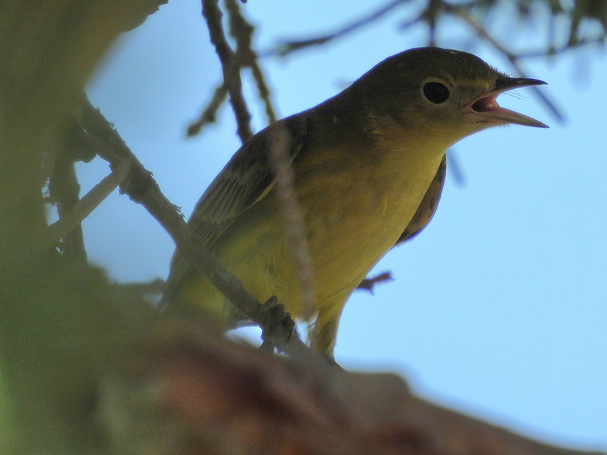 Northern Yellow Warbler - ML641419850