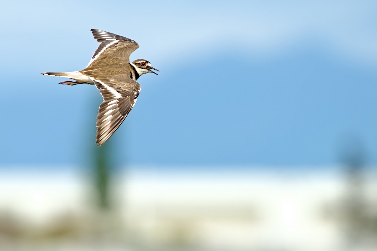 Killdeer - ML641419854