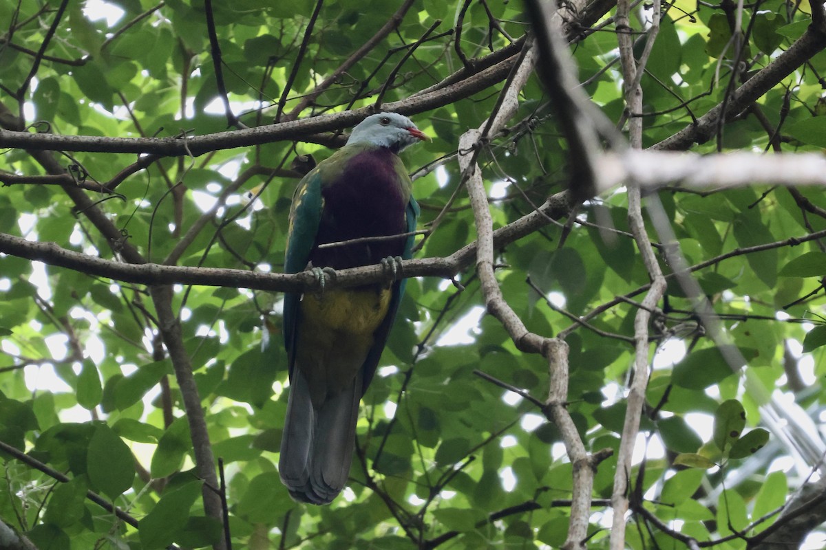 Wompoo Fruit-Dove - ML641419857