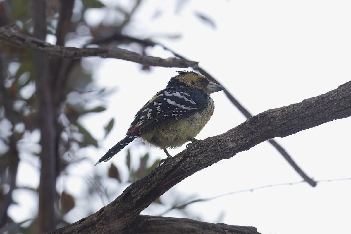 Crested Barbet - ML641419858