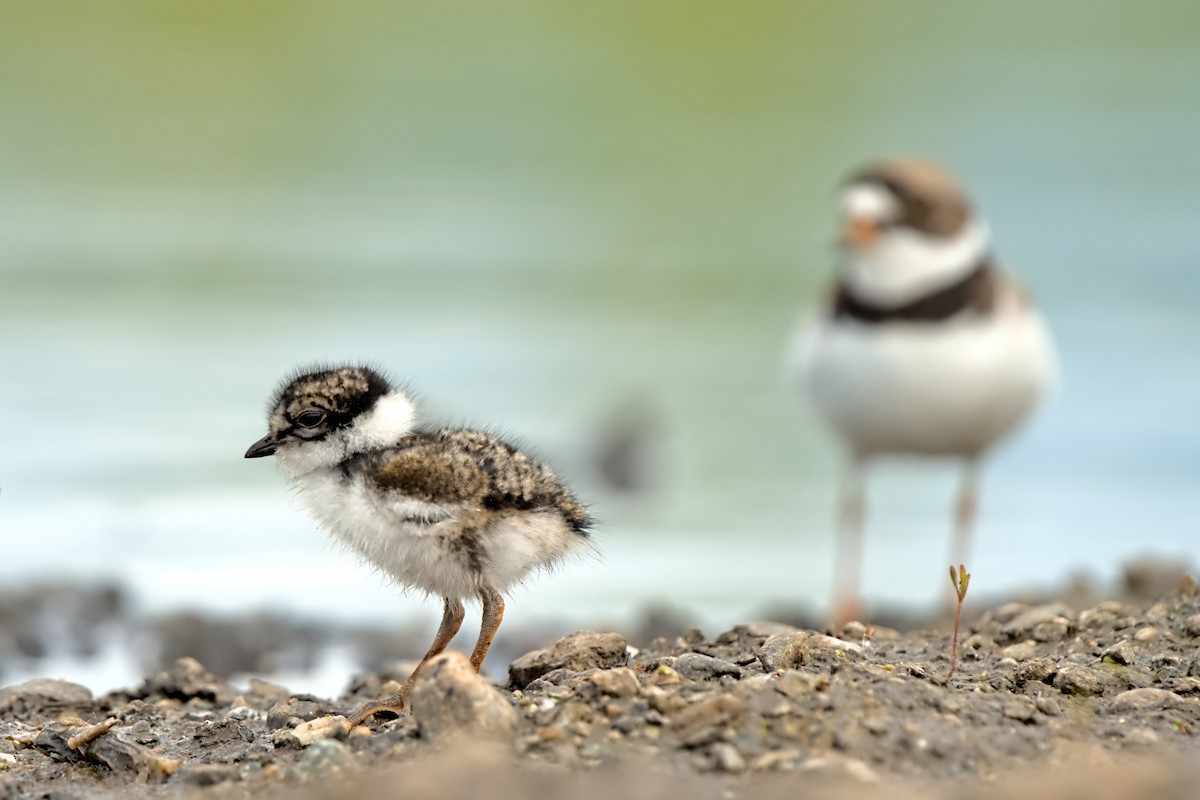 Semipalmated Plover - ML641419859