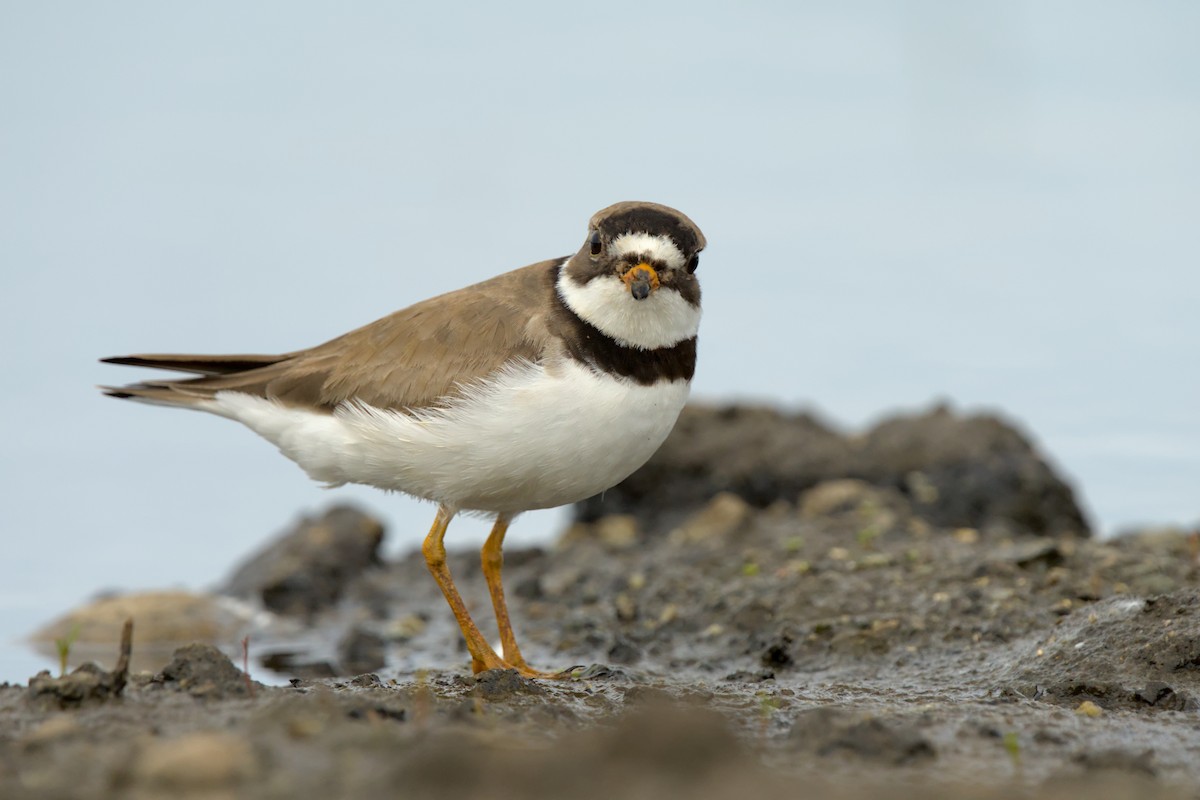 Semipalmated Plover - ML641419860