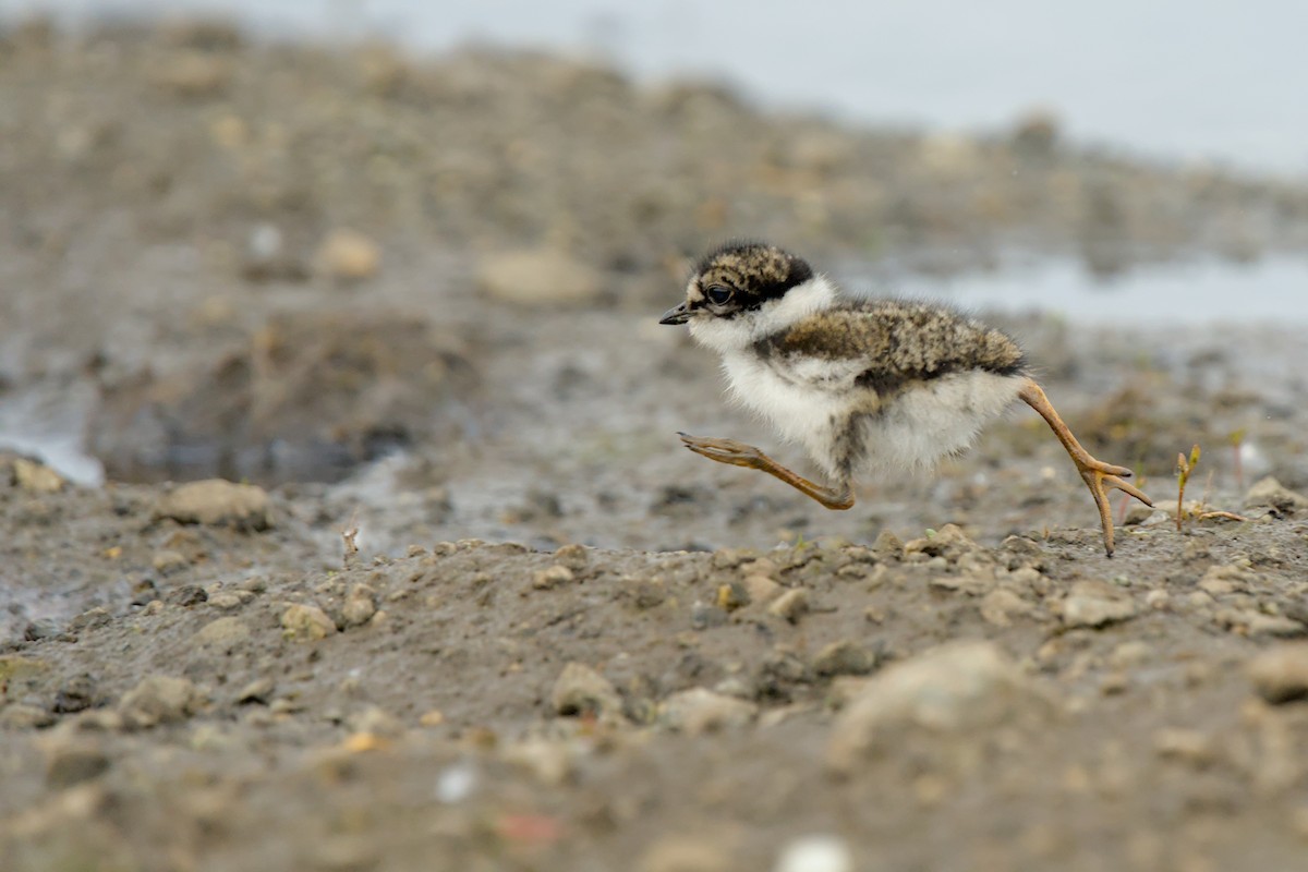 Semipalmated Plover - ML641419861
