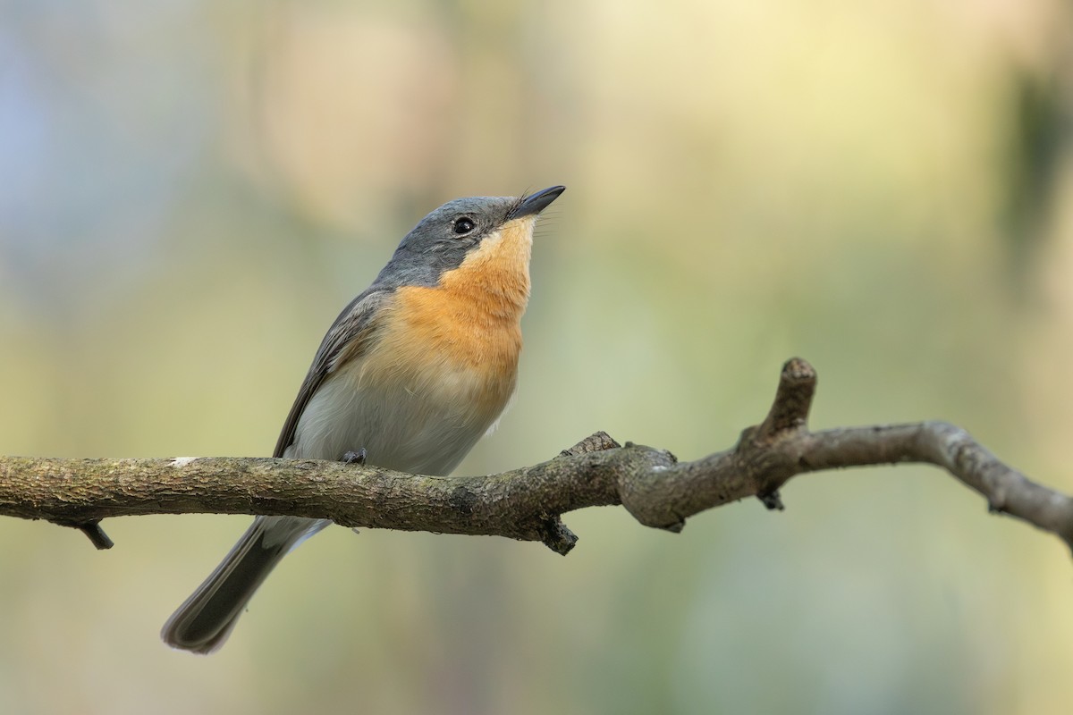 Leaden Flycatcher - ML641419885
