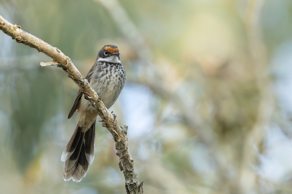 Australian Rufous Fantail - ML641419886