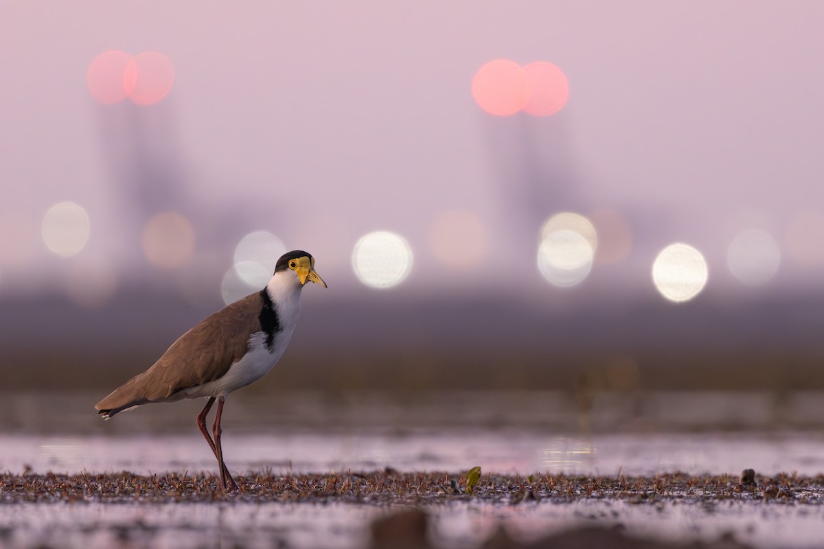 Masked Lapwing - ML641419890