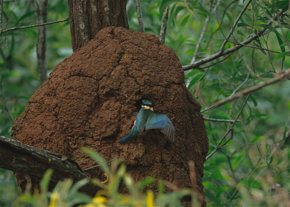 Sacred Kingfisher - ML641419902