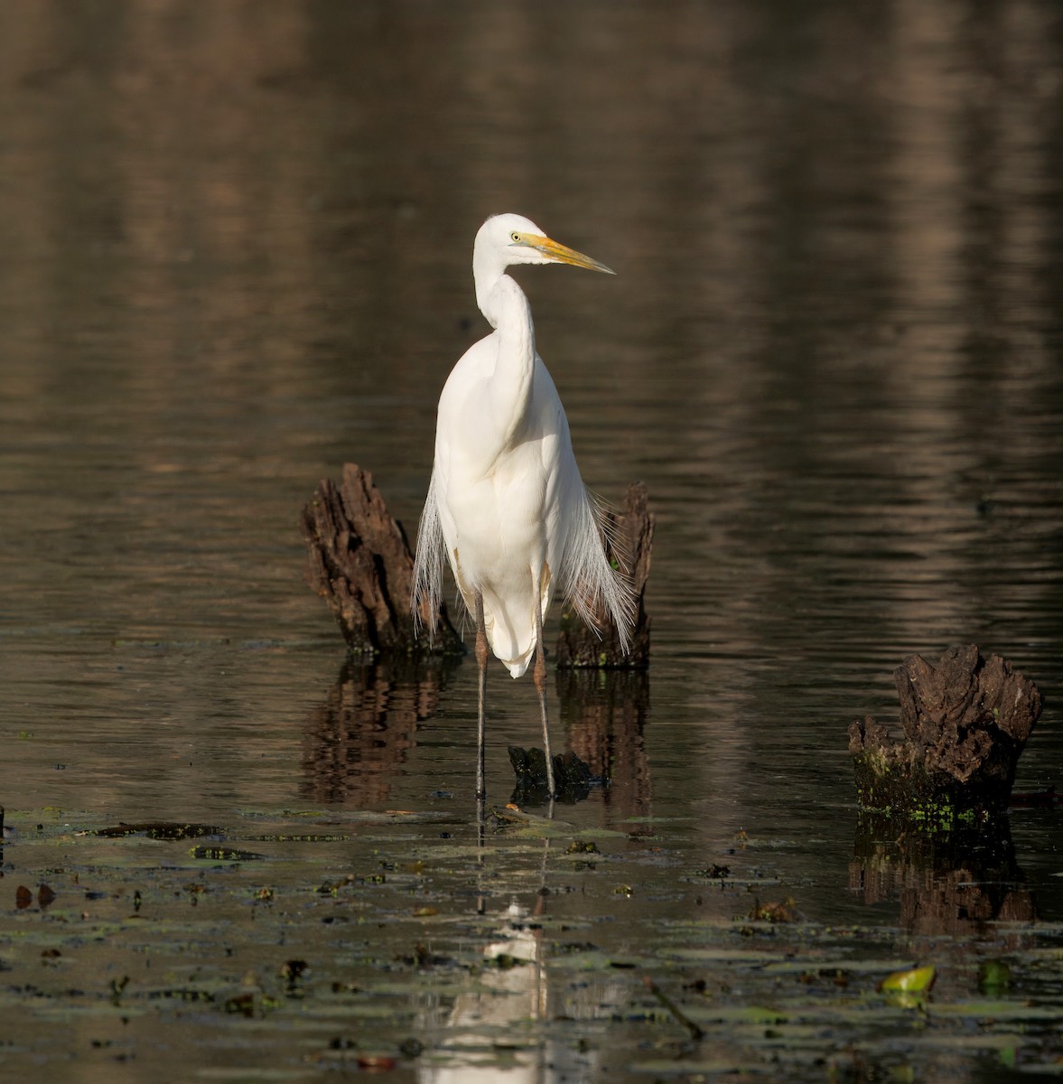 Great Egret - ML641419913