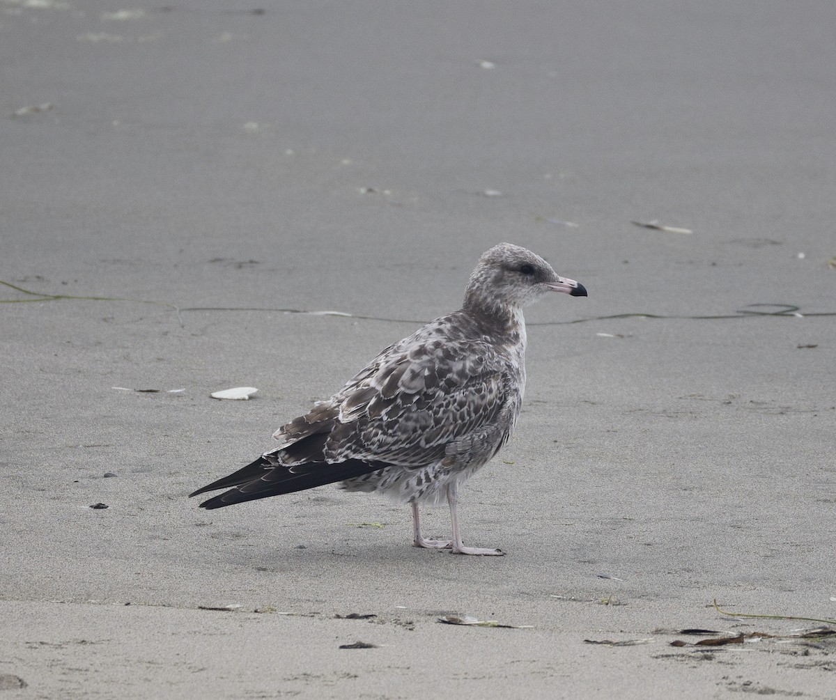 California Gull - ML641419921