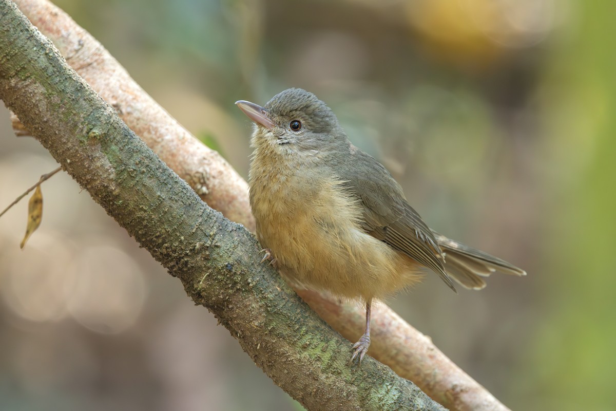 Rufous Shrikethrush - ML641419934