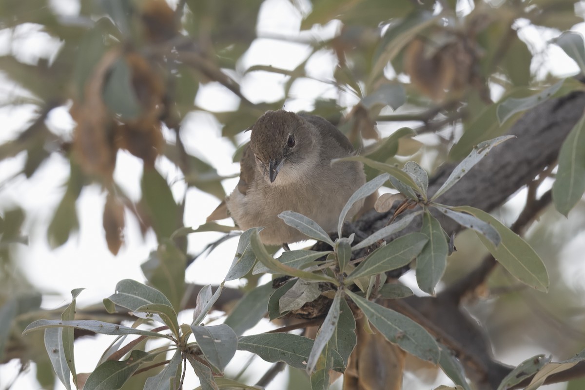 Terrestrial Brownbul - ML641419937